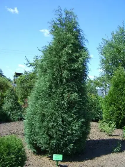 Jeneverbes (Juniperus virginiana ‘Glauca‘) | Superprijs