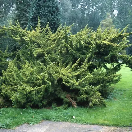 Opruiming | Jeneverbes (Juniperus chinensis ‘Plumosa Aurea‘)