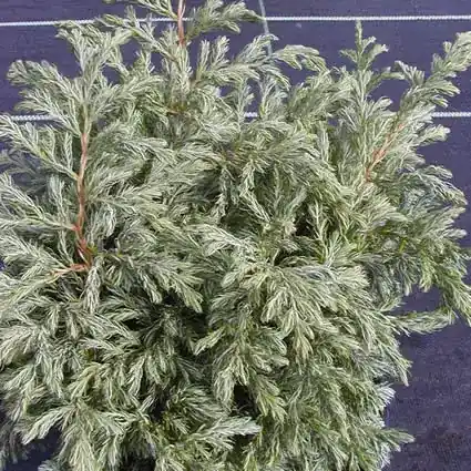 Zolang de voorraad strekt - Cypres (Chamaecyparis pisifera ‘Boulevard‘)