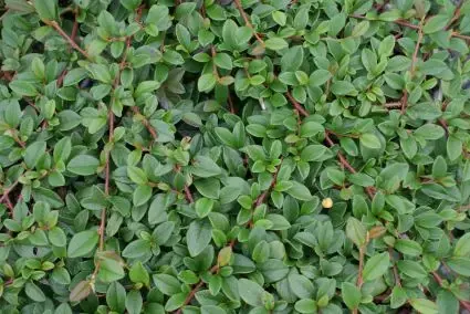 Erg populair | Dwergmispel kopen? Cotoneaster dammeri - Bodembedekker