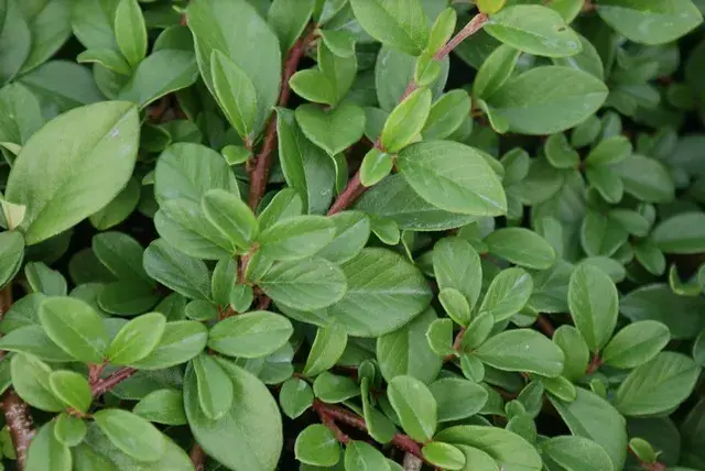 Nieuw product | Dwergmispel (Cotoneaster dammeri ‘Major‘)