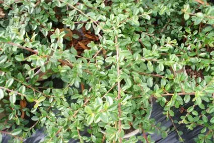 Dwergmispel (Cotoneaster suecicus ‘Coral Beauty‘) | Klaar voor verzending