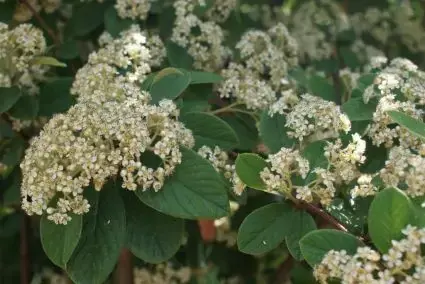 Dwergmispel (Cotoneaster lacteus) | Extra voordeel