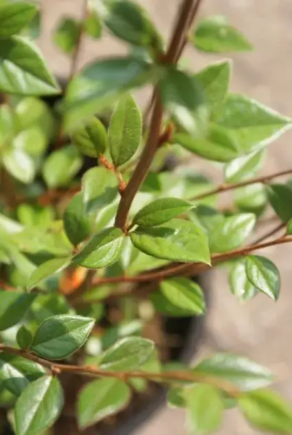 Direct bestellen - Dwergmispel (Cotoneaster franchetii)
