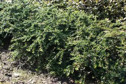 Dwergmispel (Cotoneaster horizontalis) | Rechtstreeks uit de fabriek