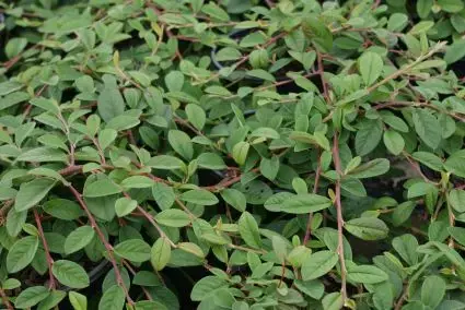 Outlet | Dwergmispel (Cotoneaster dammeri ‘Gelre‘)