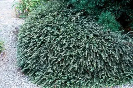 Sale - Dwergmispel (Cotoneaster adpressus)
