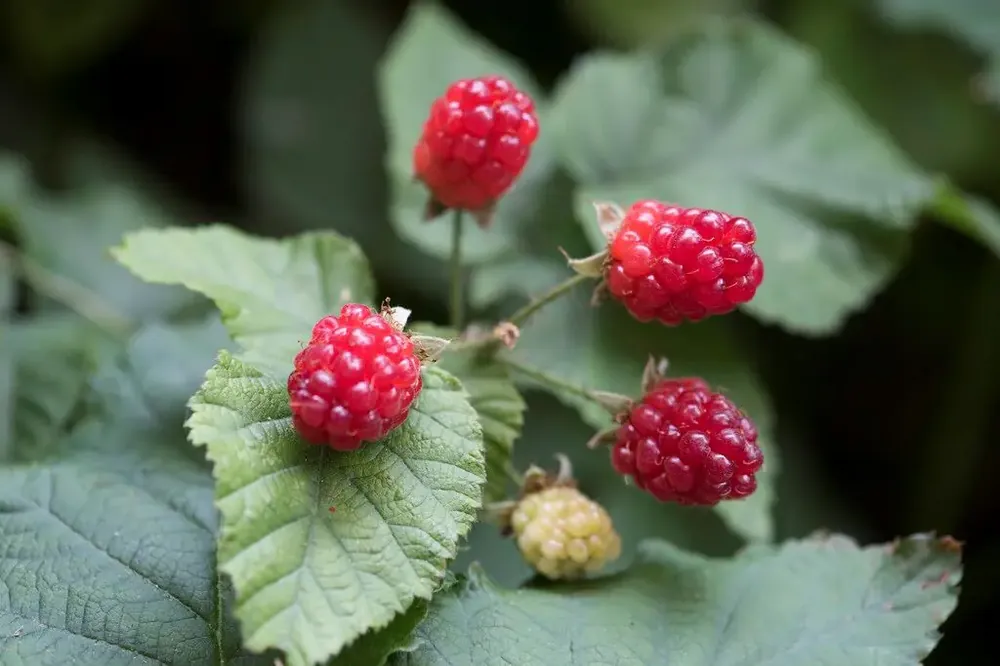 Taybes (Rubus ‘Tayberry‘) | Scherpe prijs