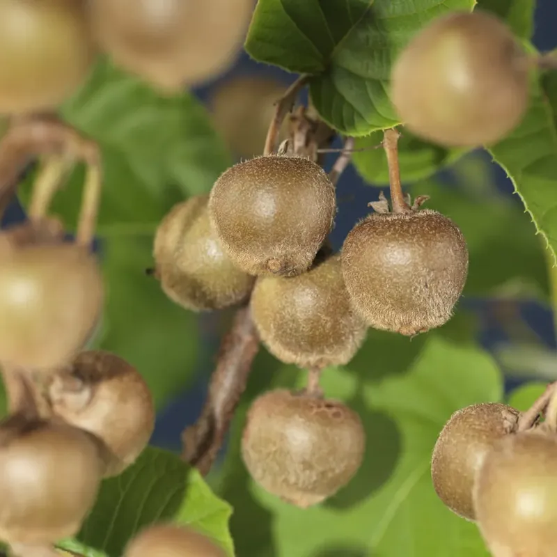 Topproduct | Kiwi (Actinidia deliciosa ‘Hayward‘)