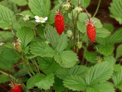 Speciale deal - Bosaardbei (Fragaria vesca) BIO