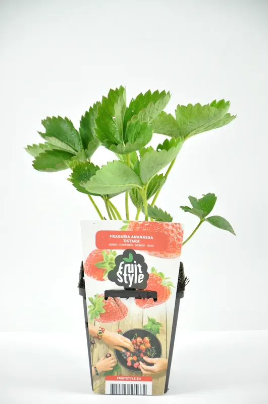 Nieuw in de shop - Aardbei (Fragaria ananassa ‘Ostara’) BIO