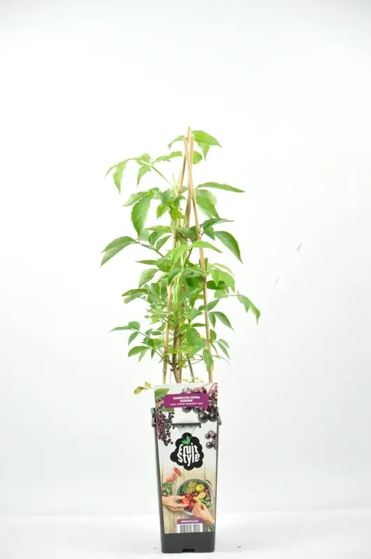 Zwarte Vlierbes (Sambucus nigra ‘Korsør’) | Direct van de fabrikant