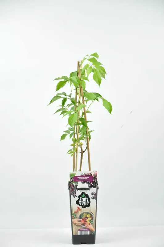 Zwarte Vlierbes (Sambucus Nigra ‘Haschberg’) - Nieuw binnen