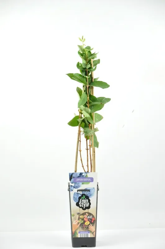 Korting | Blauwe Honingbes (Lonicera ‘Borealis’)