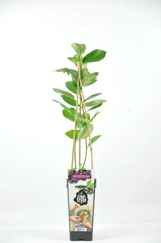 Eenvoudig retourneren | Appelbes (Aronia prunifolia ‘Nero’)