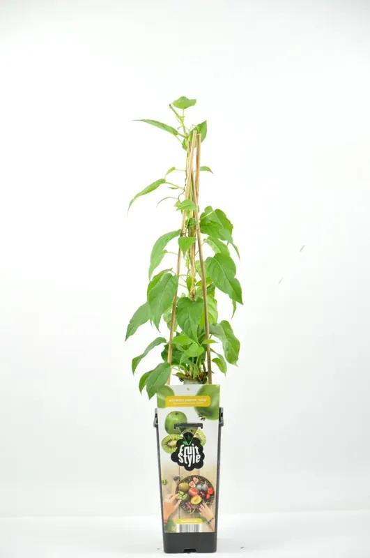 Populair bij klanten | Mini-Kiwi (Actinidia arguta ‘Geneva‘(V))