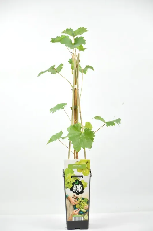 Uitverkoop | Witte druif (Vitis ‘Solaris‘)
