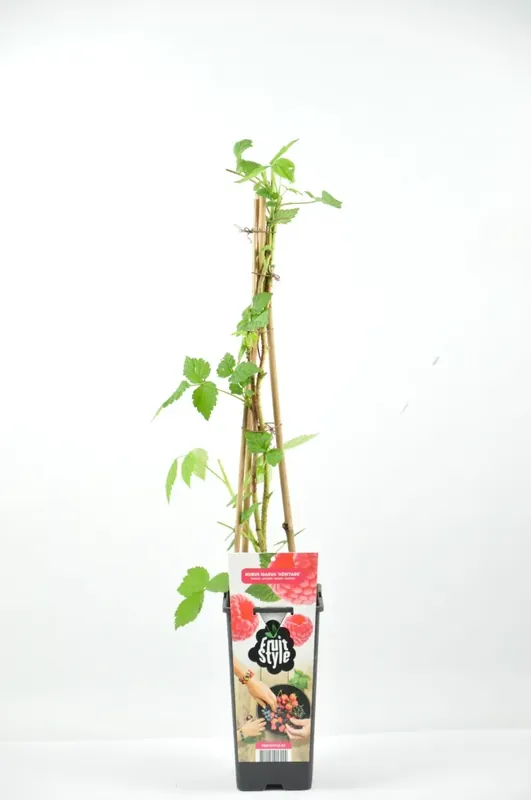 Nieuwe release | Roze Framboos (Rubus idaeus ‘Aroma Queen®’)
