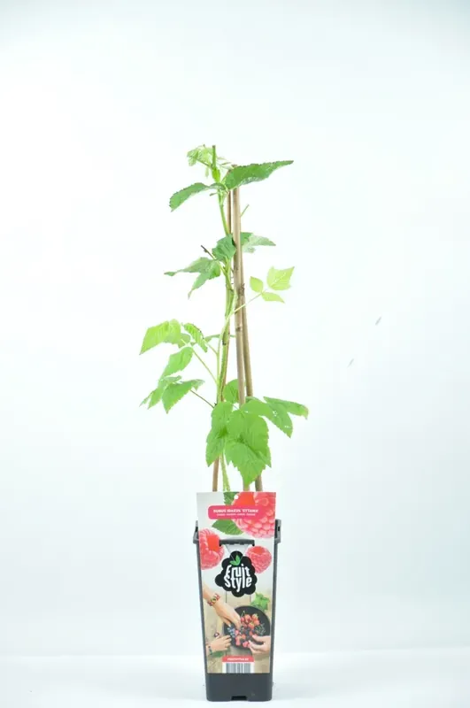 Voorraad bijna op - Rode Framboos (Rubus idaeus ‘Himbo Top’®)