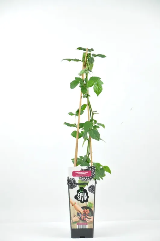 Zwarte doornloze braam (Rubus fruticosus ‘Navaho‘®) | Veilig winkelen