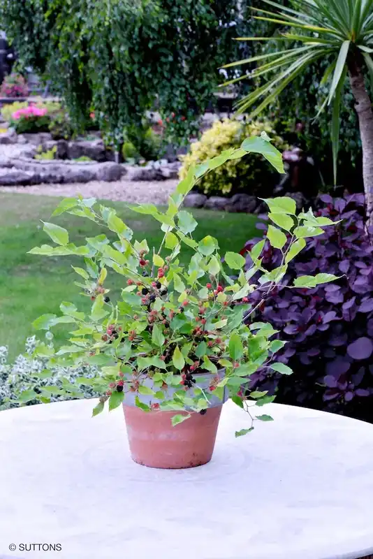 Dwergmoerbei (Morus rotundiloba ‘Mojo Berry‘) - Voordeelprijs