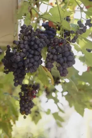 Actie loopt bijna af | Muskaatdruif (Vitis Vinifera ‘Moscato d’Amburgo’ )