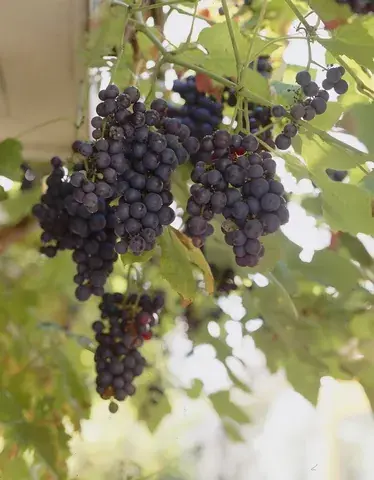 Actie loopt bijna af | Muskaatdruif (Vitis Vinifera ‘Moscato d’Amburgo’ )