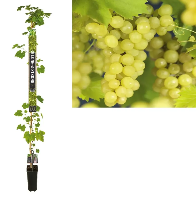 Pitloze Witte Druif (Vitis vinifera ‘Millenium‘) | Bestel vandaag