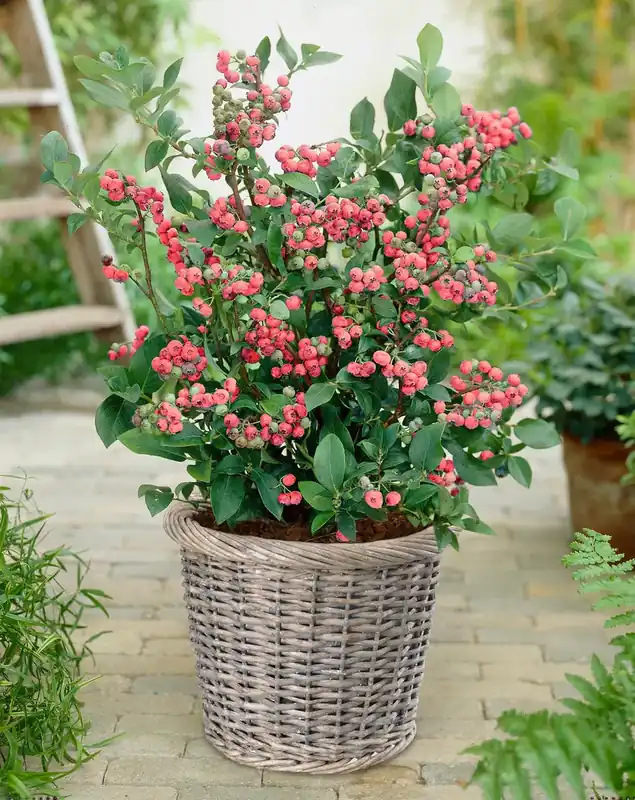 Bosbes (Vaccinium corymbosum ‘Pink Berry‘) | Goed beoordeeld
