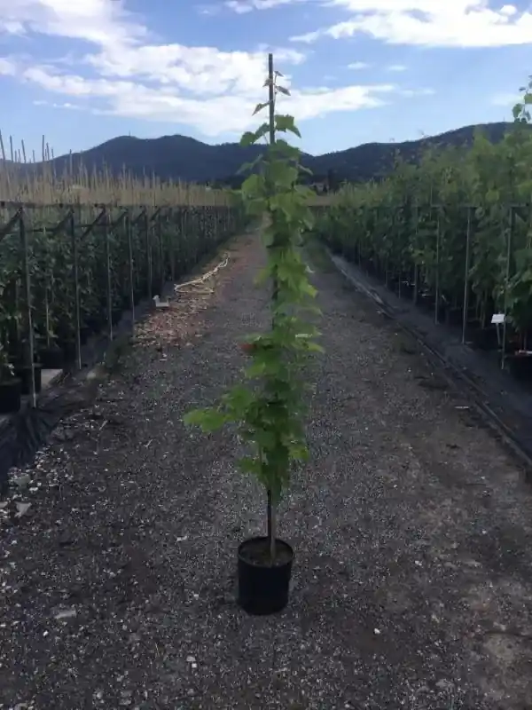 Dagdeal | Blauwe Druif (Vitis vinifera)
