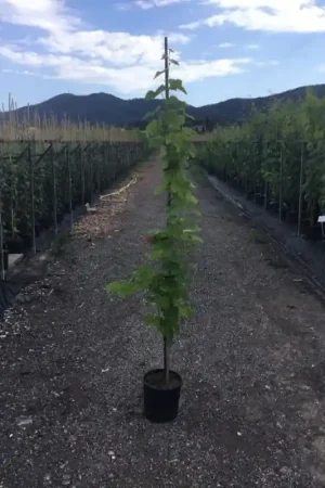 Witte Druif (Vitis vinifera) | Aanrader