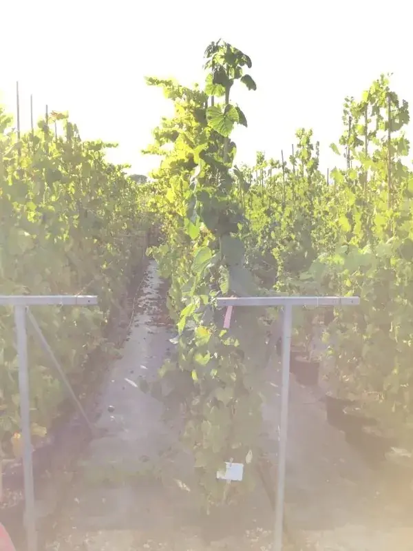 Druif (Vitis vinifera ‘Red Globe‘) | Direct leverbaar