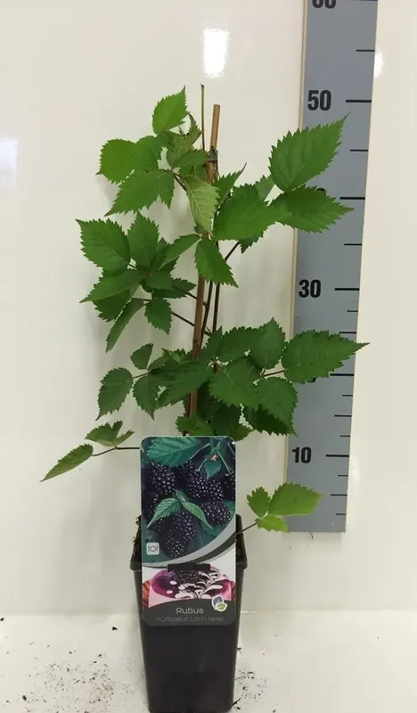 Braam (Rubus fruticosa ‘Loch Ness‘) | Speciale deal