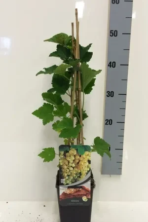 Witte bes (Ribes rubrum wit) - Hoog gewaardeerd