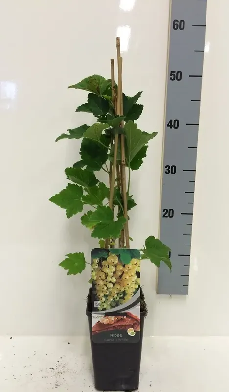 Witte bes (Ribes rubrum wit) - Hoog gewaardeerd