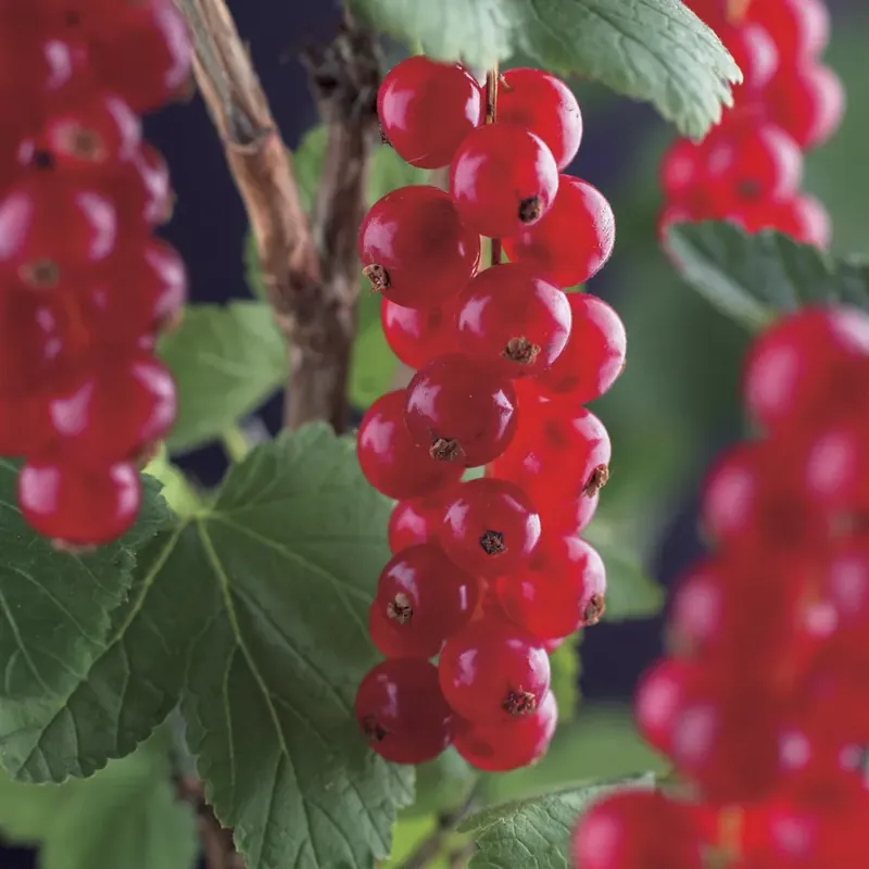 Rode bes (Ribes rubrum ‘Jonkheer van Tets‘) - Beste prijs