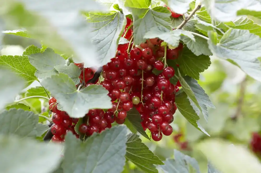 Koopje - Aalbes (Ribes rubrum ‘Rovada‘)