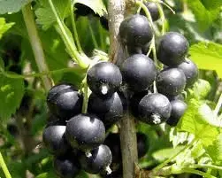 Zwarte bes (Ribes nigrum ‘Titania‘) - Alleen deze week