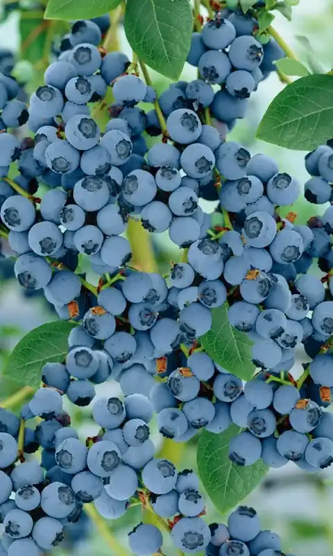 Topkwaliteit | Bosbes (Vaccinium corymbosum ‘Goldtraube‘)