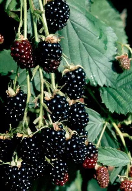 Opruiming | Braam (doornloos) (Rubus fruticosus ‘Thornfree‘)