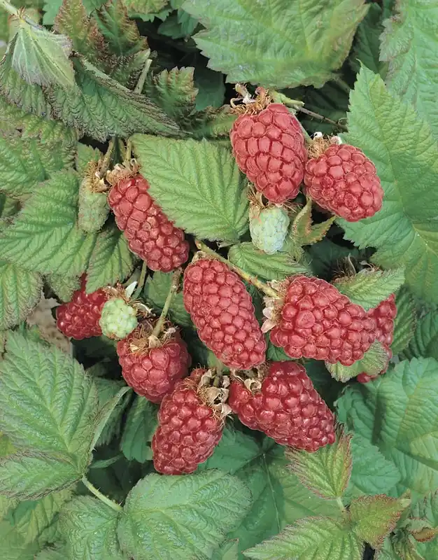 Loganbes (Rubus fruticosus ‘Loganberry‘) - Bespaar nu