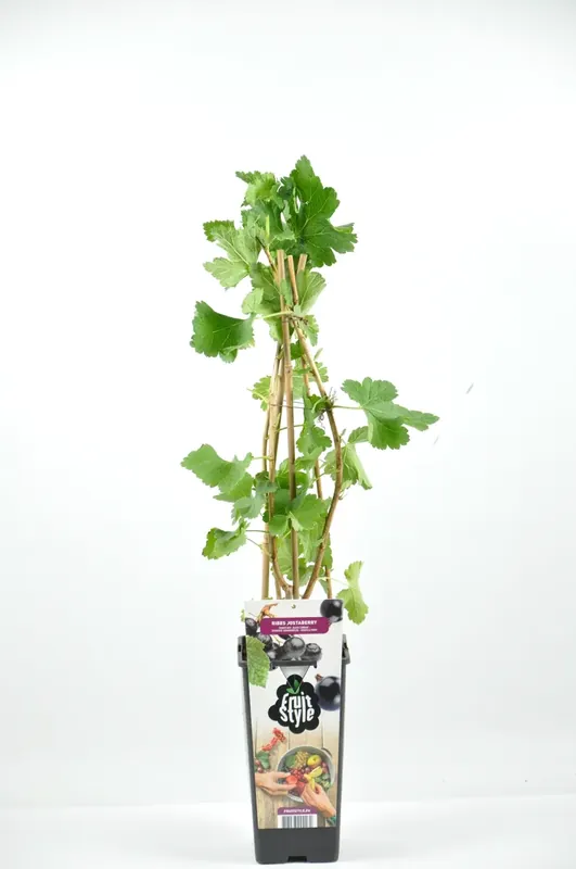 Bijna uitverkocht - Jostabes (Ribes nid. ‘Jostabes‘)