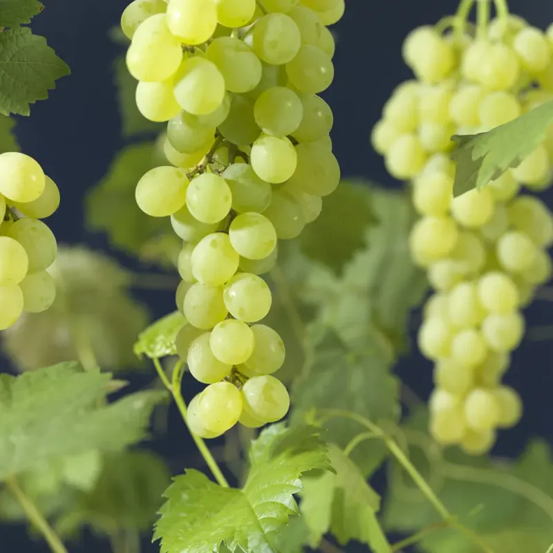 Druif (Vitis ‘Himrod‘) - Direct beschikbaar