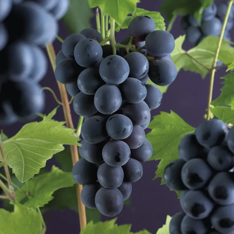 Druif (Vitis ‘Boskoop Glory‘) - Mis het niet