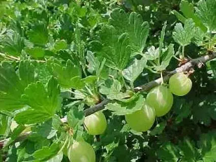 Koop vandaag - Kruisbes (Ribes uva-crispa ‘Invicta‘)