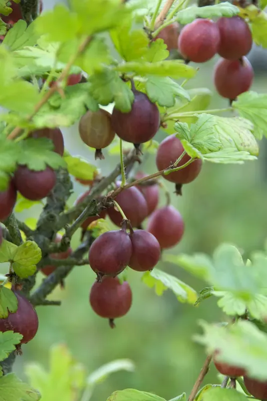 Aanrader - Rode kruisbes Ribes uva-crispa ‘Captivator’