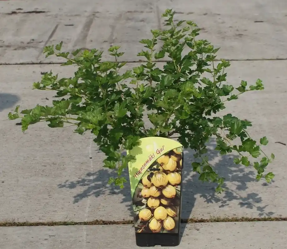 Gele Kruisbes (Ribes uva-crispa ‘Hinnonmaki Gul‘) | Nieuw