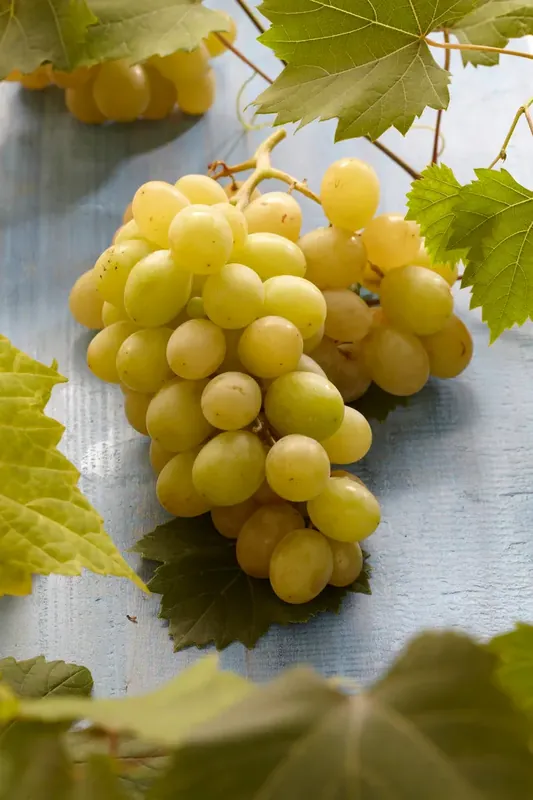 Witte druif (Vitis vinifera ‘Italia‘) | Korting