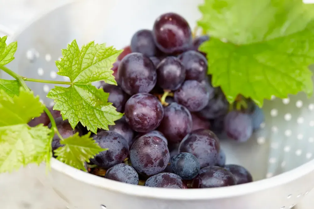 Topdeal - Blauwe druif (Vitis vinifera ‘Muscat Bleu‘)