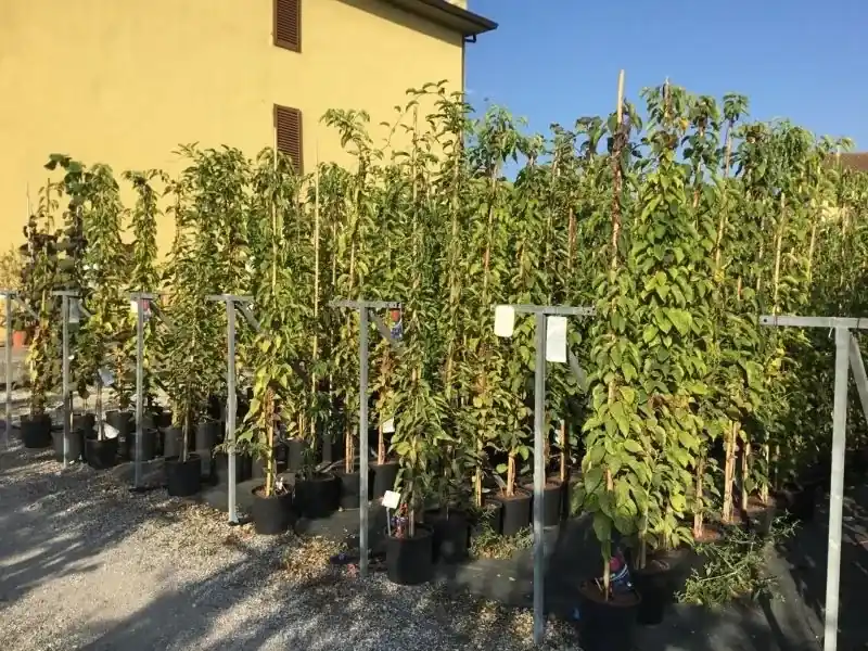 Kiwi (Actinidia arguta ‘Ken‘s Red‘) | Speciale deal